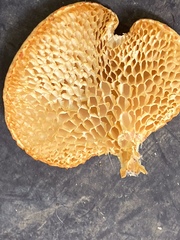 Neofavolus alveolaris