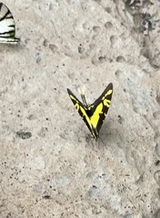 Neographium thyastes