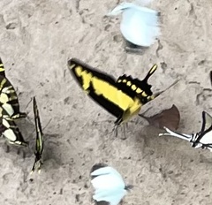 Neographium thyastes