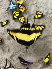 Neographium thyastes