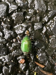 Anomala albopilosa albopilosa