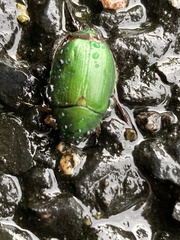 Anomala albopilosa albopilosa