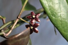 Vincetoxicum barbatum