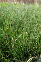 Cyperus laevigatus