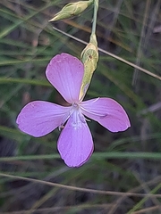 Dianthus ciliatus