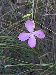 Dianthus ciliatus