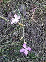Dianthus ciliatus