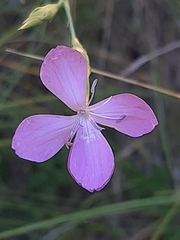 Dianthus ciliatus
