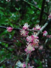 Eugenia alaotrensis image