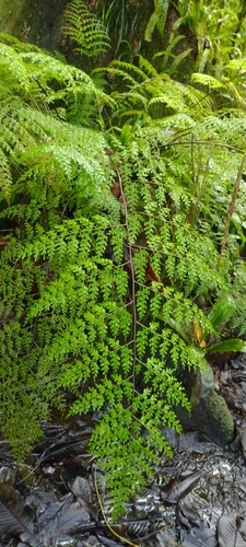 Johnstone River fern (Asplenium laserpitiifolium)