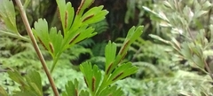Asplenium laserpitiifolium