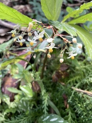 Begonia maynensis
