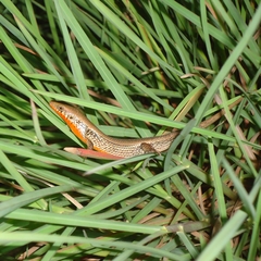 Eutropis macularia