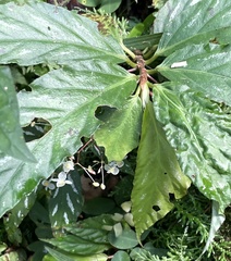 Begonia maynensis