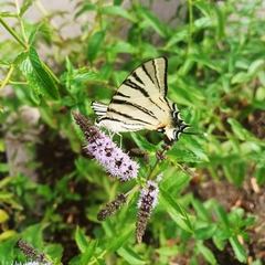 Iphiclides podalirius