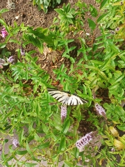 Iphiclides podalirius