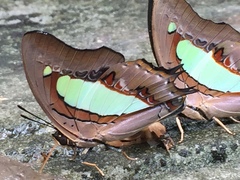 Polyura athamas athamas