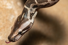 Python molurus