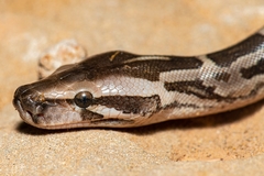 Python molurus