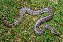 Python molurus