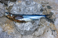 Exocoetidae