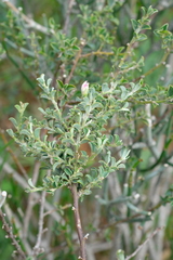 Podalyria microphylla