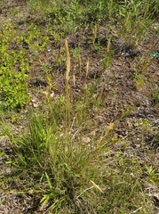 Danthonia intermedia riabuschinskii