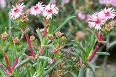 Ruschia klipbergensis