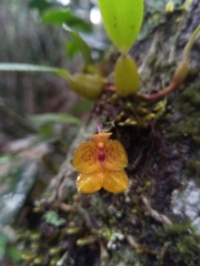 Bulbophyllum analamazoatrae image