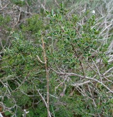 Podalyria microphylla