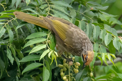 Pycnonotus zeylanicus