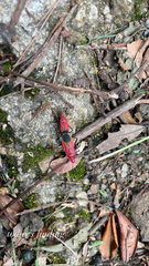 Dindymus sanguineus