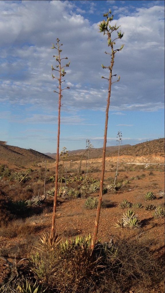 Agave cerulata (Agave cerulata)