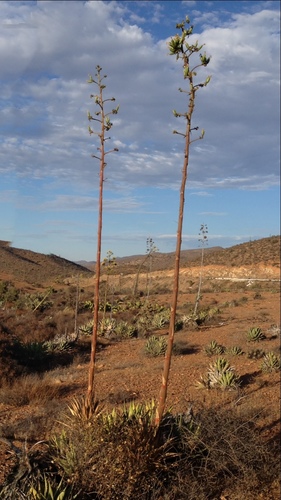 Agave cerulata (Agave cerulata)