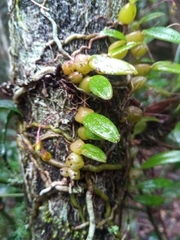 Bulbophyllum analamazoatrae image