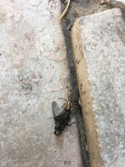 Menemerus semilimbatus