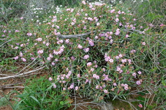 Ruschia klipbergensis