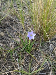Aristea pusilla