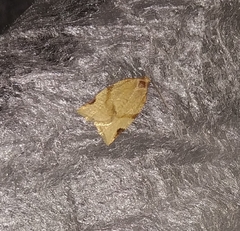 Paramesia gnomana