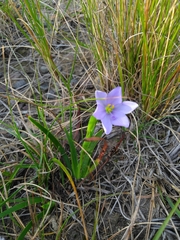 Aristea pusilla