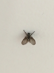 Clogmia albipunctata
