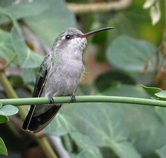 Cynanthus latirostris