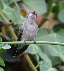 Cynanthus latirostris