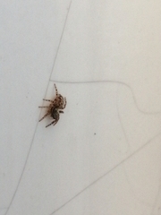 Araneae