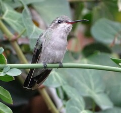 Cynanthus latirostris