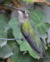 Cynanthus latirostris