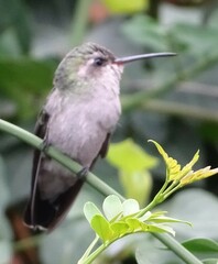 Cynanthus latirostris