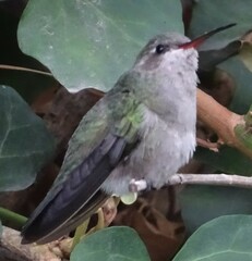 Cynanthus latirostris