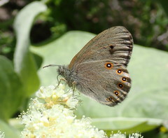 Coenonympha haydenii