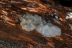 Tremella globispora